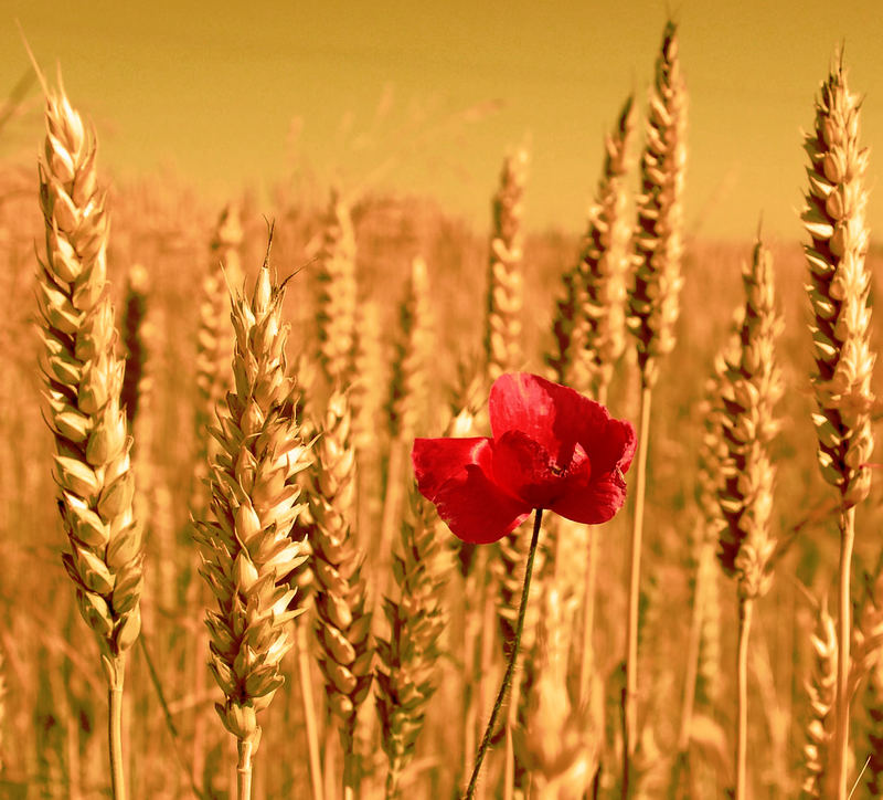 Weizenfeld mit Mohn