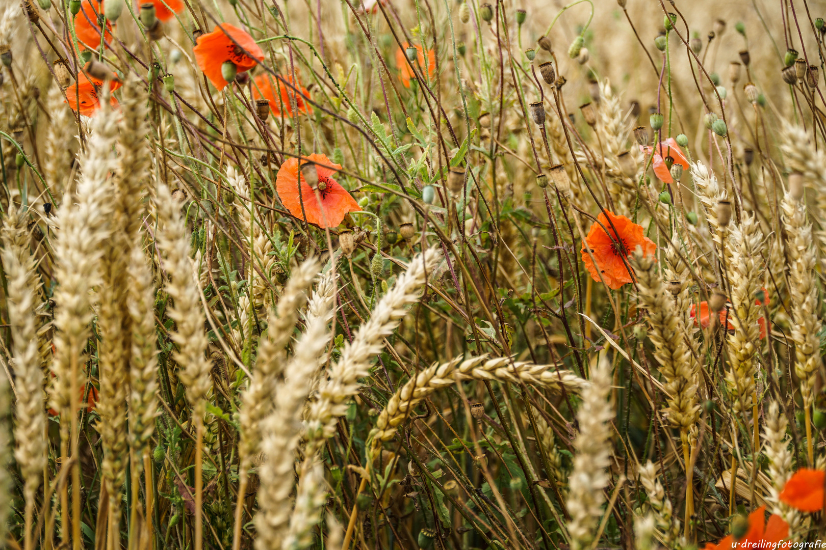 Weizenfeld mit Mohnblüten