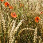 Weizenfeld mit Mohnblüten