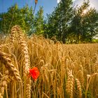 Weizenfeld mit Mohnblume