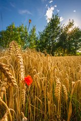 Weizenfeld mit Mohnblume