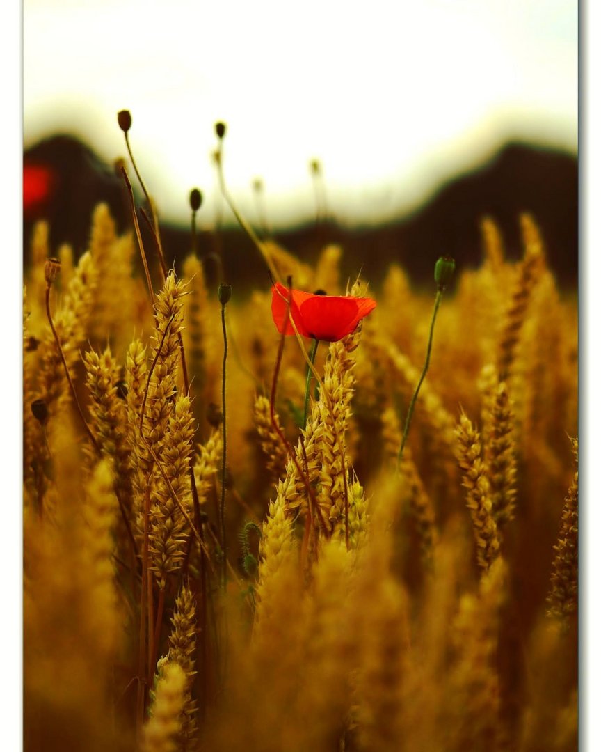 Weizenfeld mit Mohnblumen