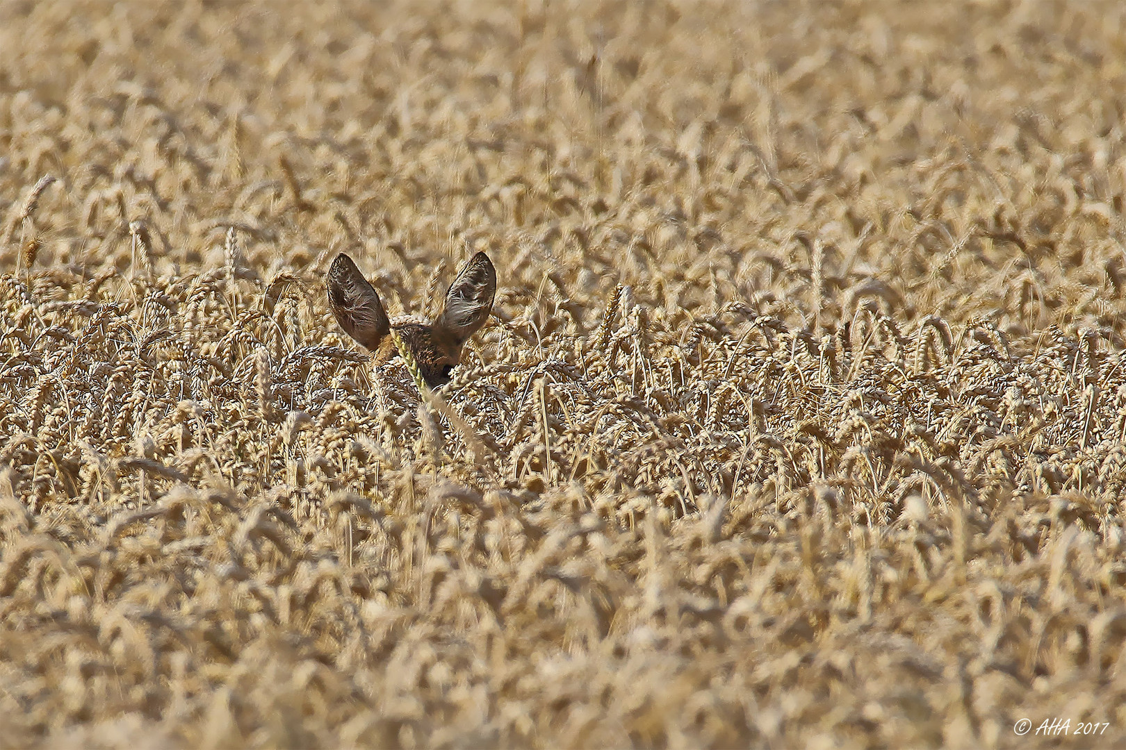 Weizenfeld mit Ohren