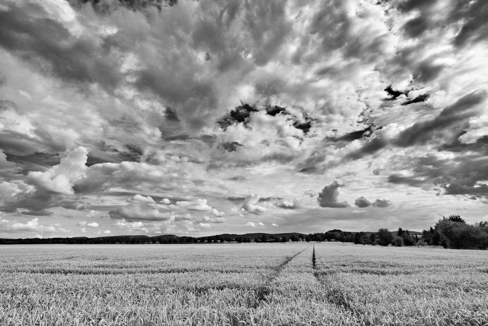 Weizenfeld Trekkerspur und Wolken