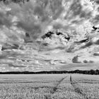 Weizenfeld Trekkerspur und Wolken