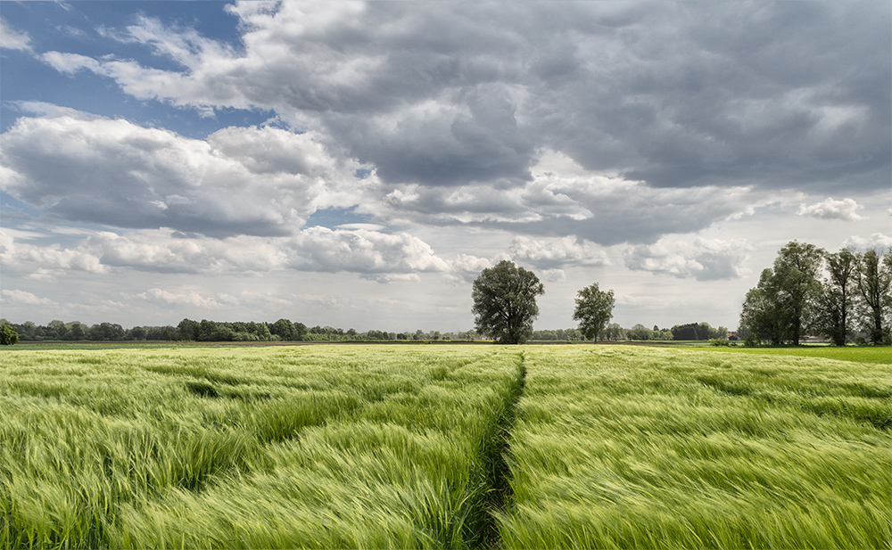 Weizenfeld und Wolkenstimmung