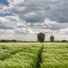 Weizenfeld und Wolkenstimmung