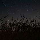 Weizenfeld unterm Sternenzelt