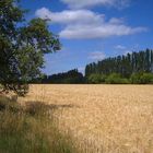 Weizenfeld unweit von Luckau (Brandenburg)