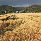 Weizenfeld - vor dem Regen