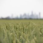 Weizenfeld vor der Frankfurter Skyline