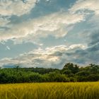 Weizenfeld vor einem Wald