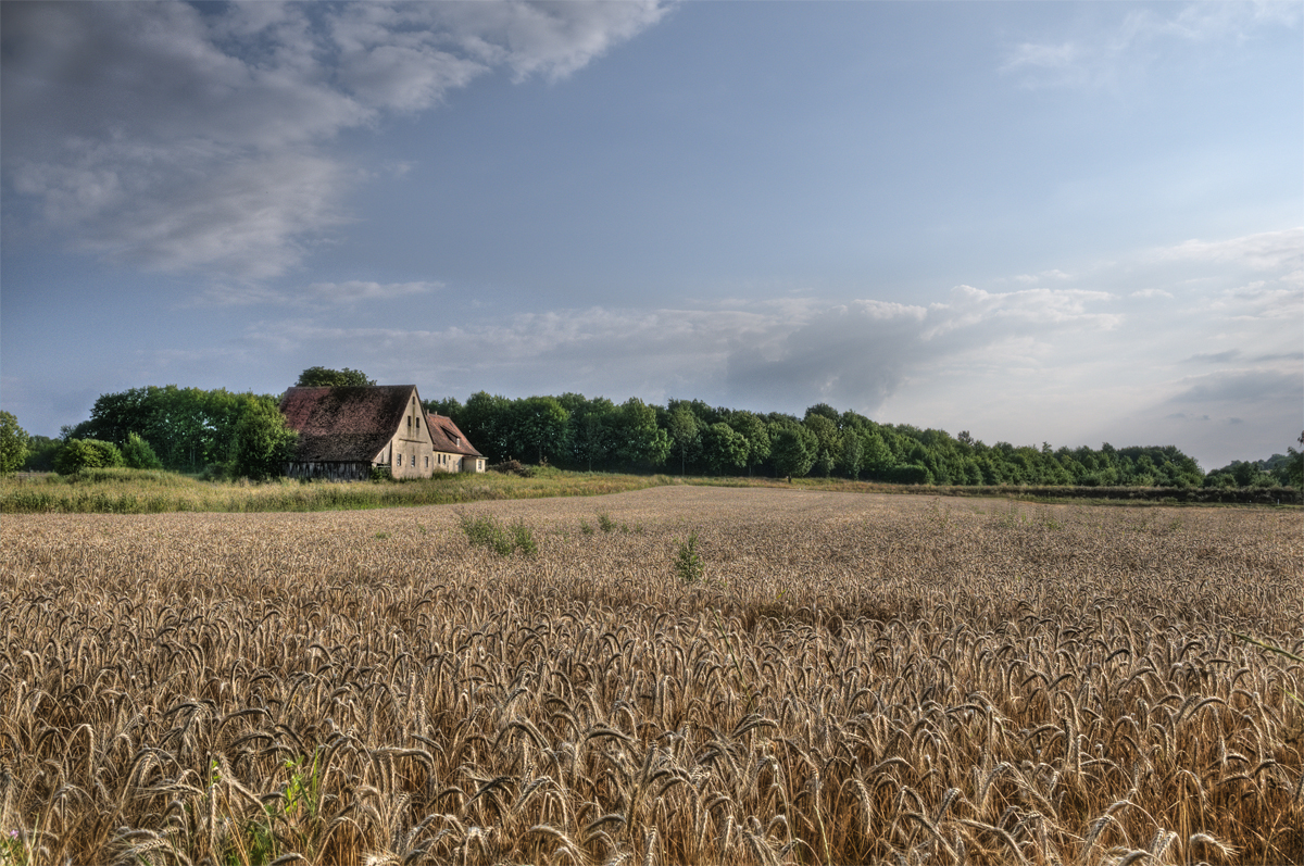 Weizenfelder - Bad Windsheim