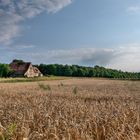 Weizenfelder - Bad Windsheim