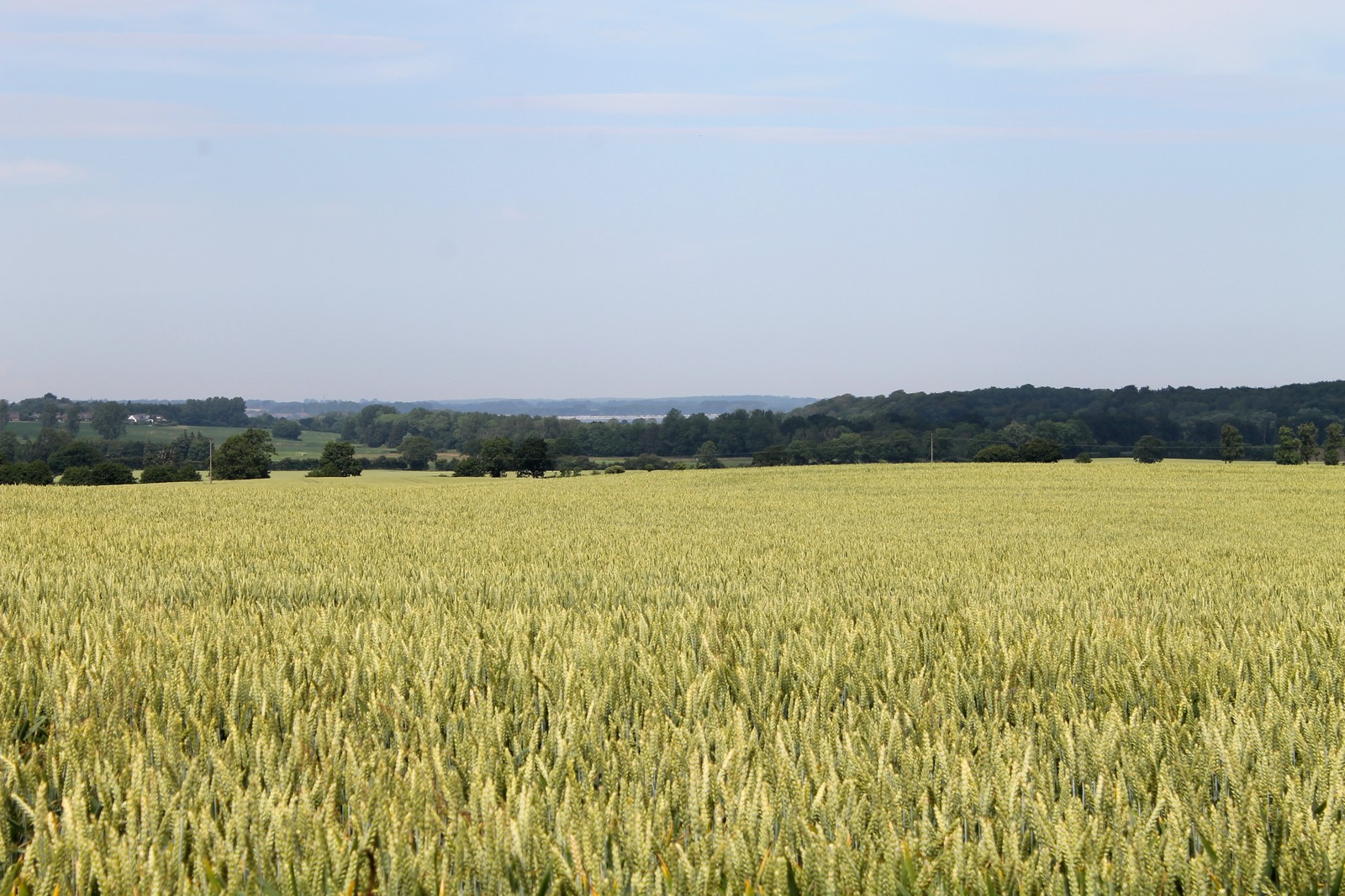 Weizenfelder und im Hintergrund die Eck.- Bucht