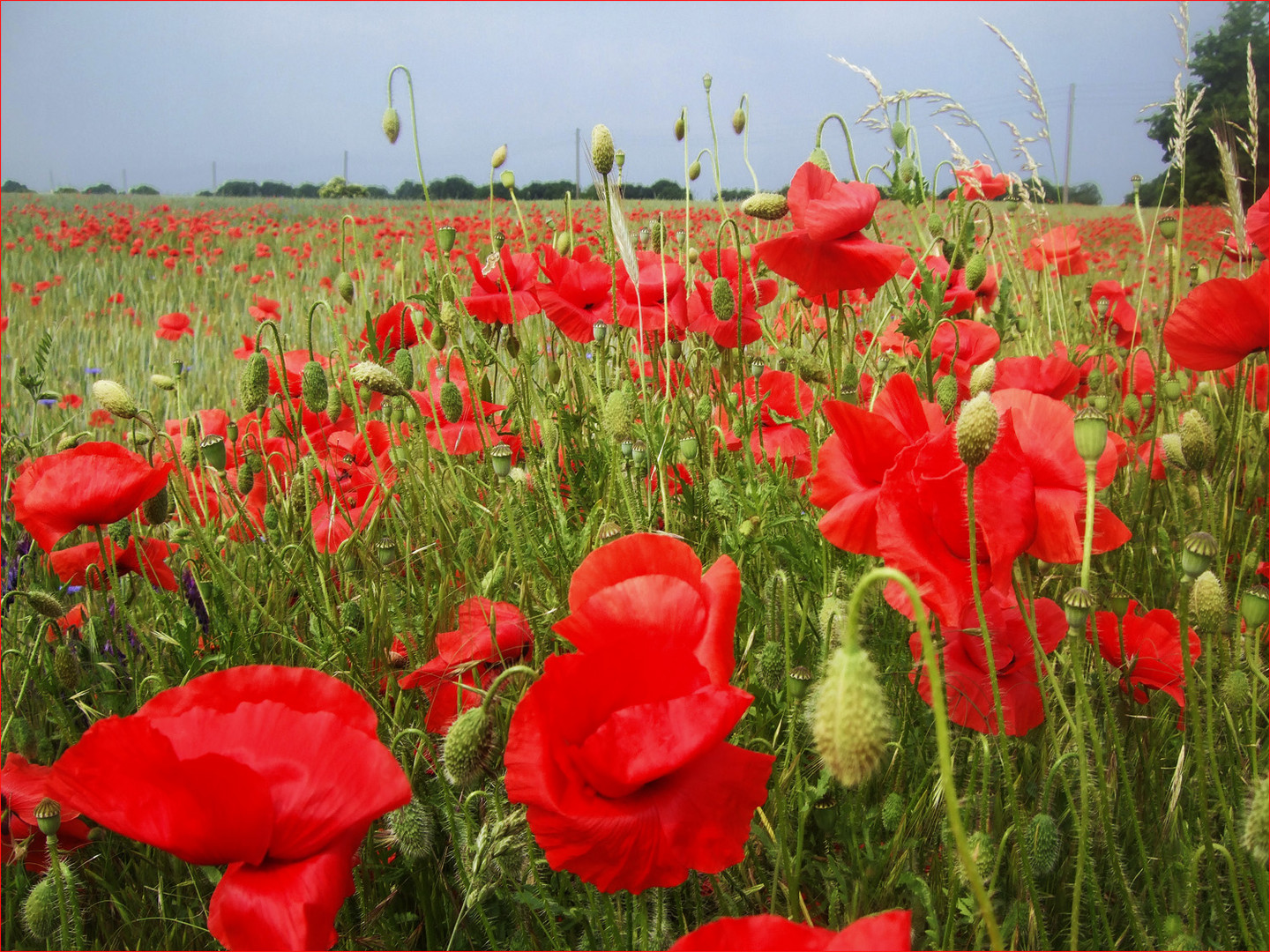 Weizenfeld_in der vollen Pracht der Mohn-Wildblume