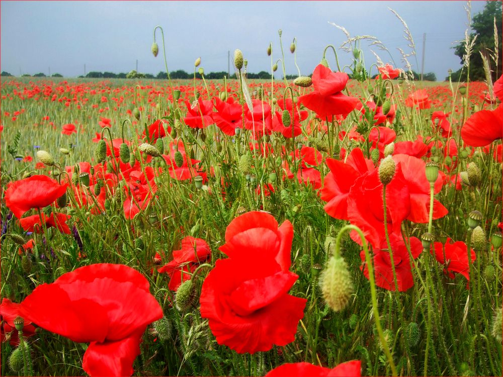 Weizenfeld_in der vollen Pracht der Mohn-Wildblume