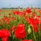 Weizenfeld_in der vollen Pracht der Mohn-Wildblume