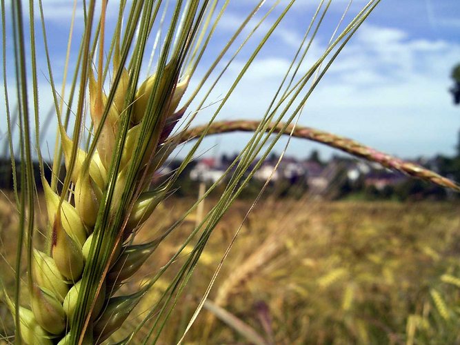 Weizenkorn im Weizenfeld