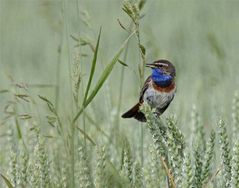 Weizenkorn macht blau