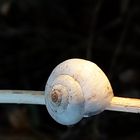 Weizenschleimschnecke