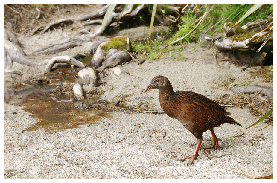 Weka