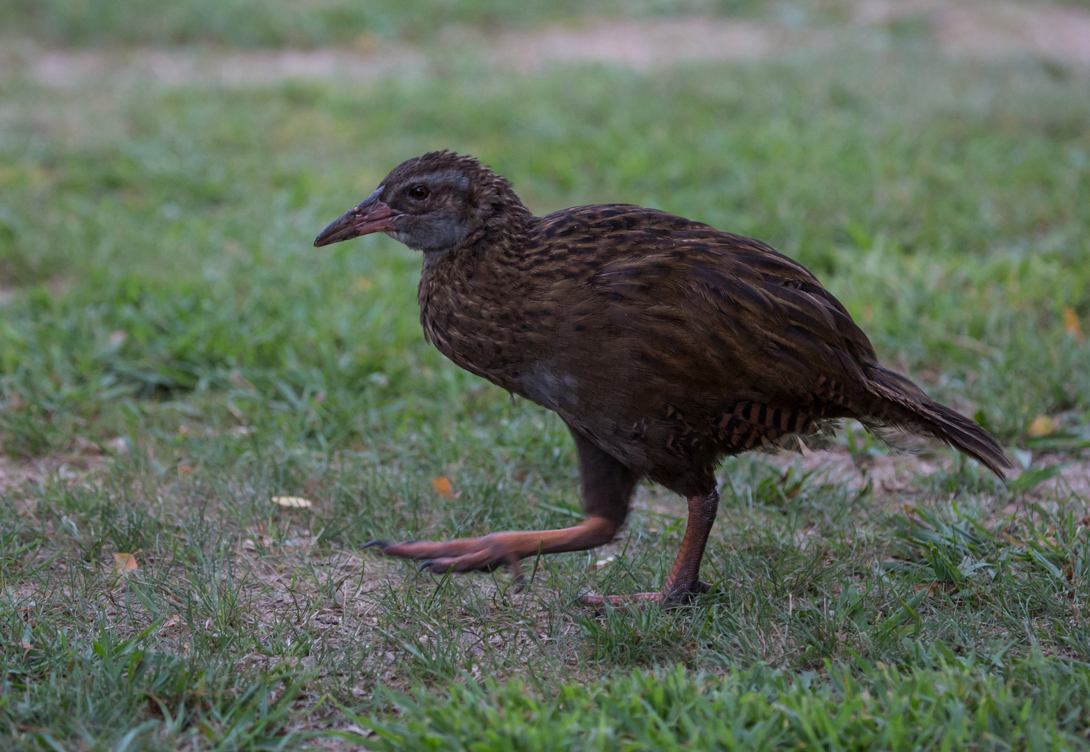 Weka