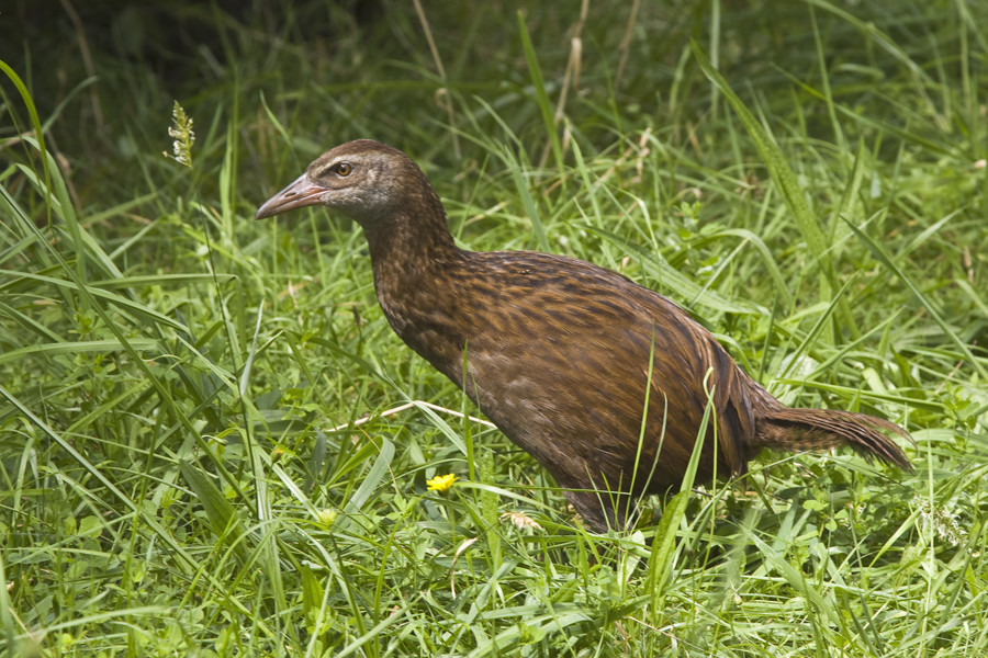 Weka