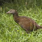 Weka