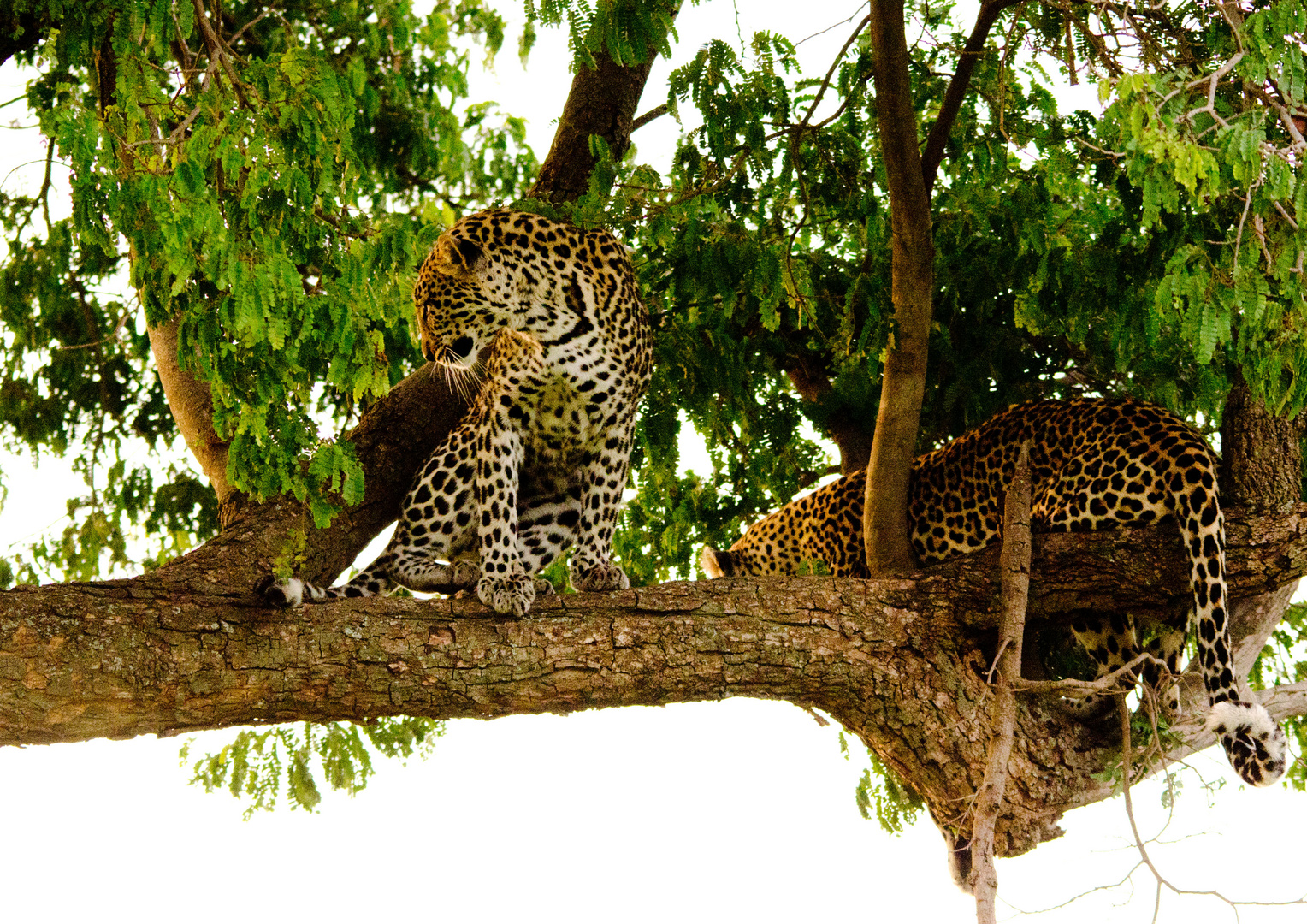 Welch ein Glück, gleich zwei Leoparden