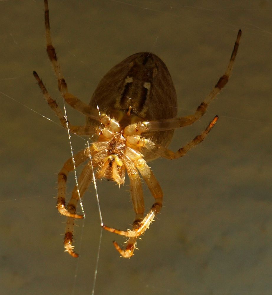 Welch ein Kreuz mit der Spinne