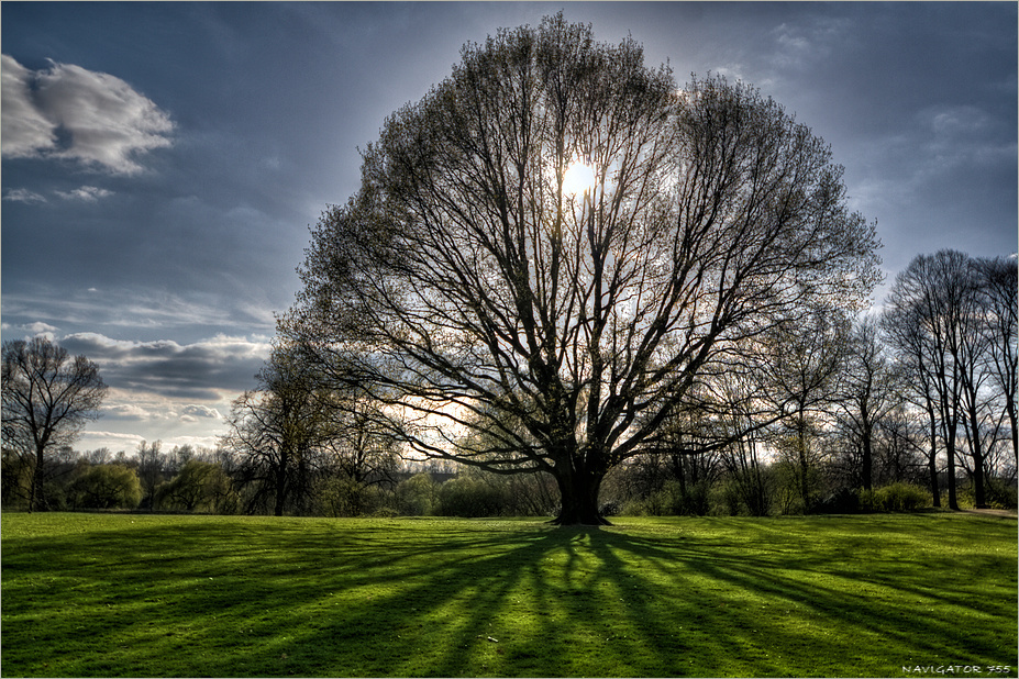 Welch ein schöner Baum!