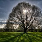 Welch ein schöner Baum!