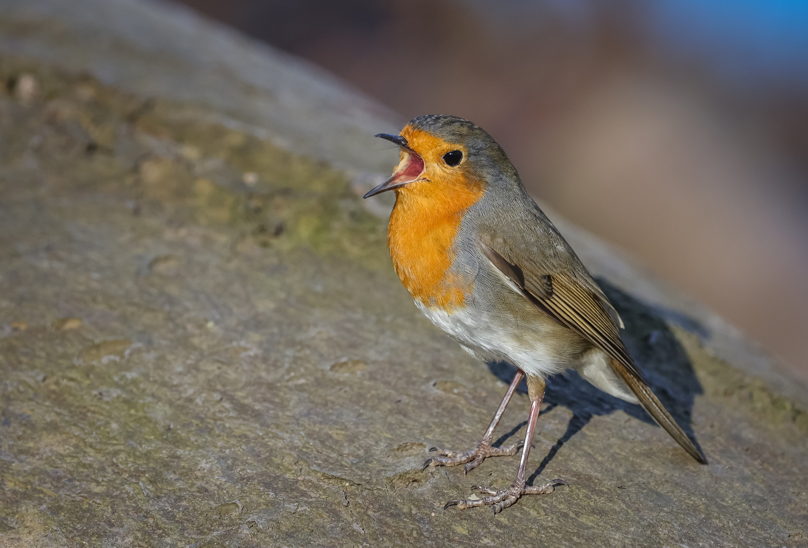 Welch ein Singen, Musiziern........