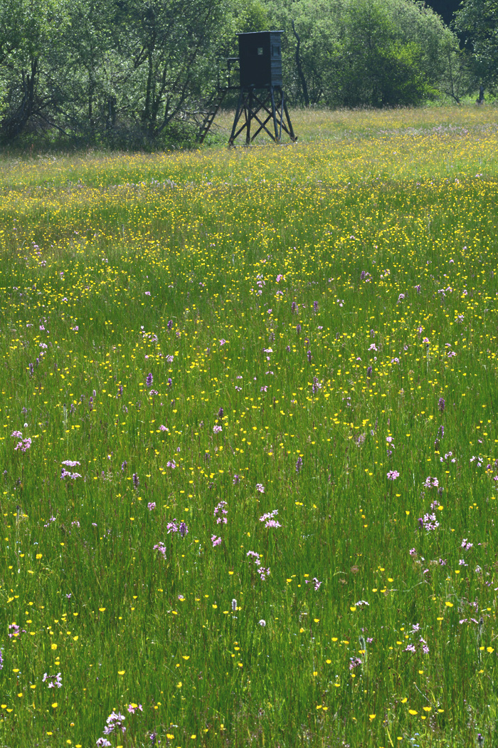 Welch eine Pracht, die Wiesen sind voller Blumen III