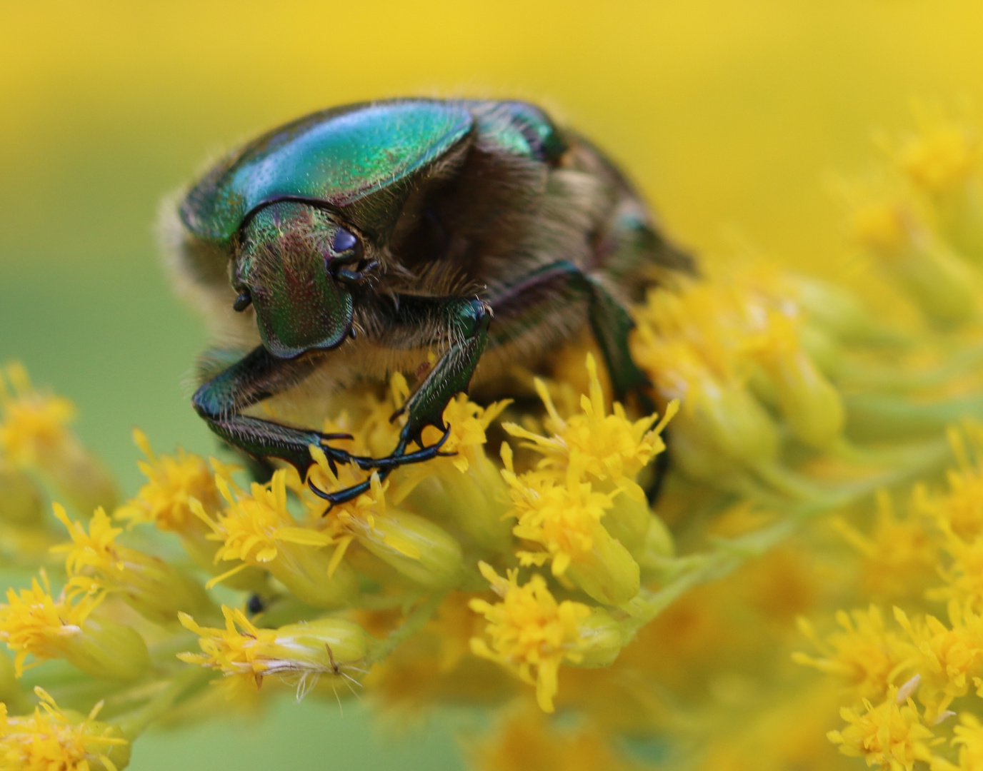 Welch Glanz in meinen Garten 