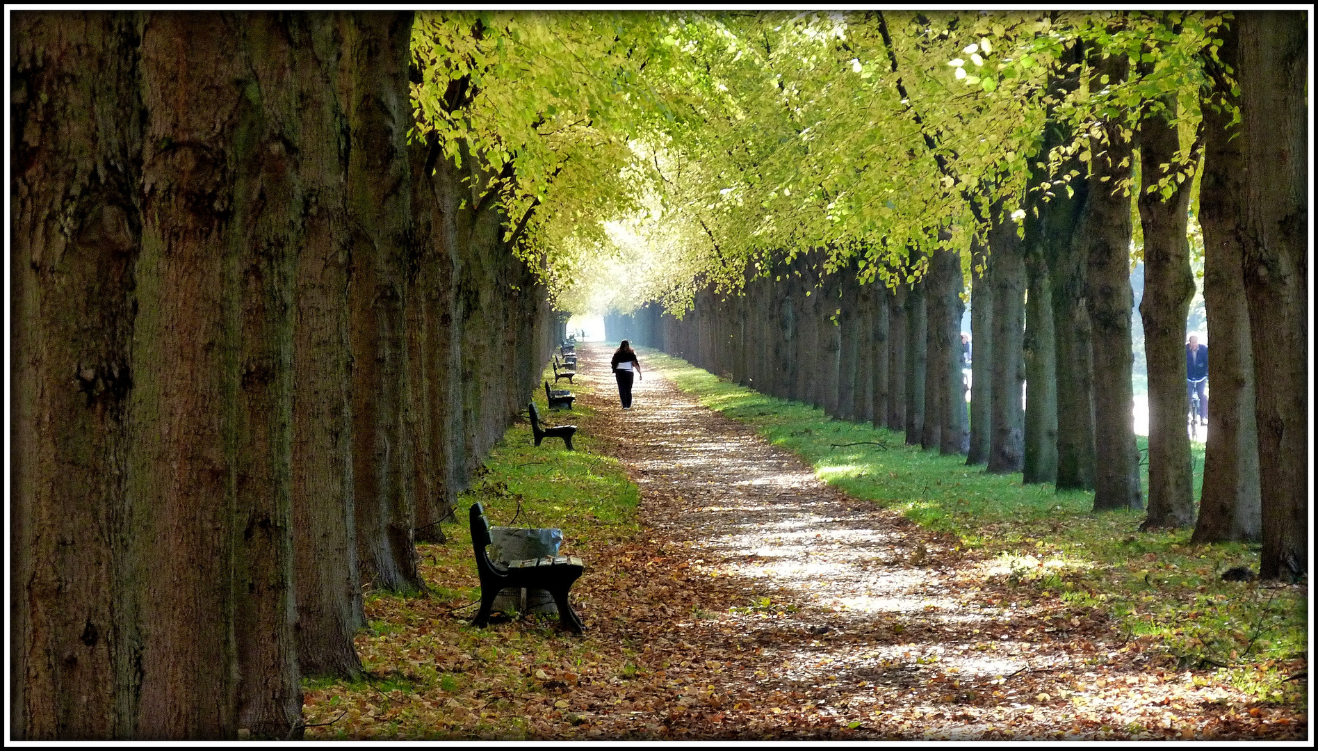 welch schöne Allee