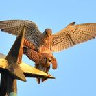 Welch schöner Frevel: Turmfalken-Paarung auf der Kirchturmspitze