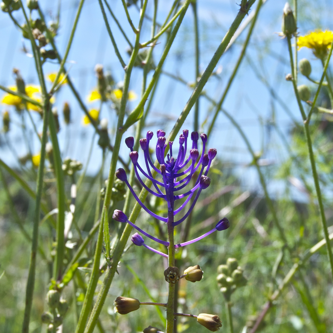 welch seltsame Blume