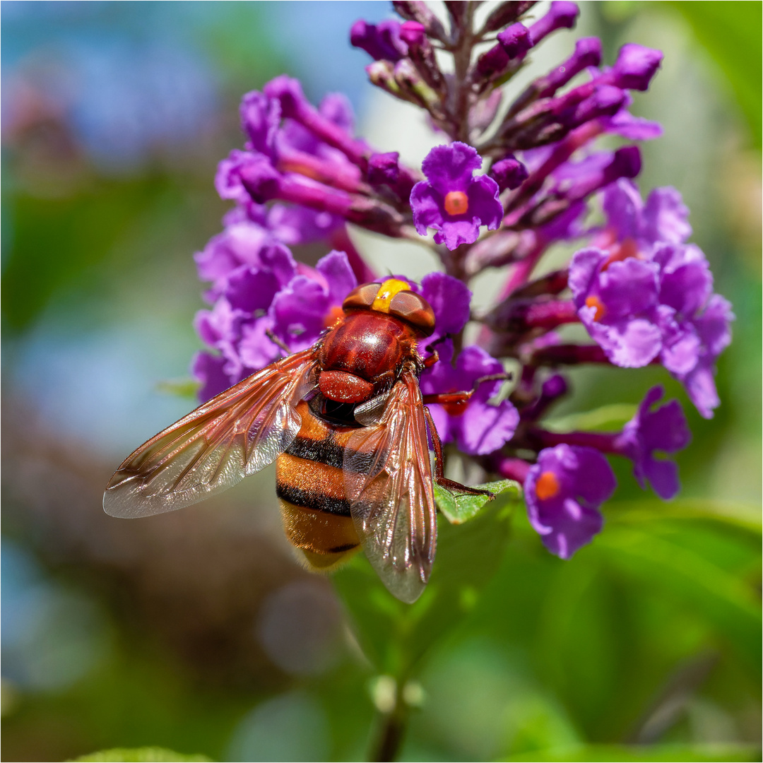 welch Überraschung an einer Buddleja - Dolde  .....