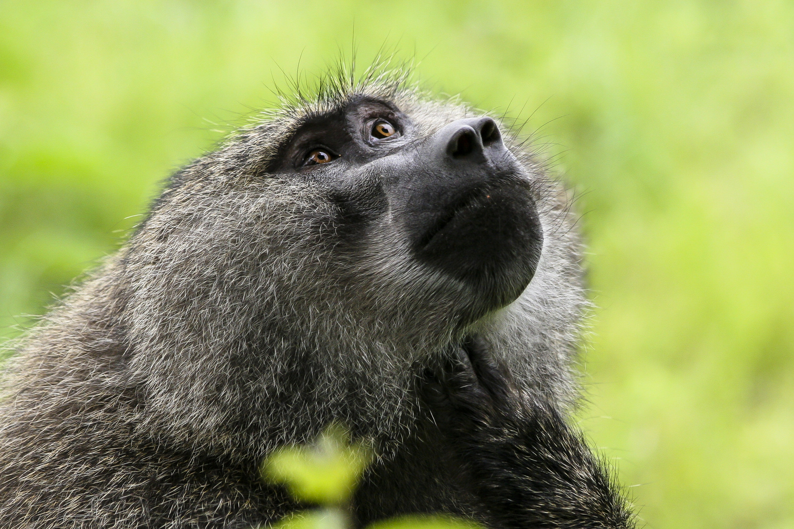 welch vertrauensvoller blick