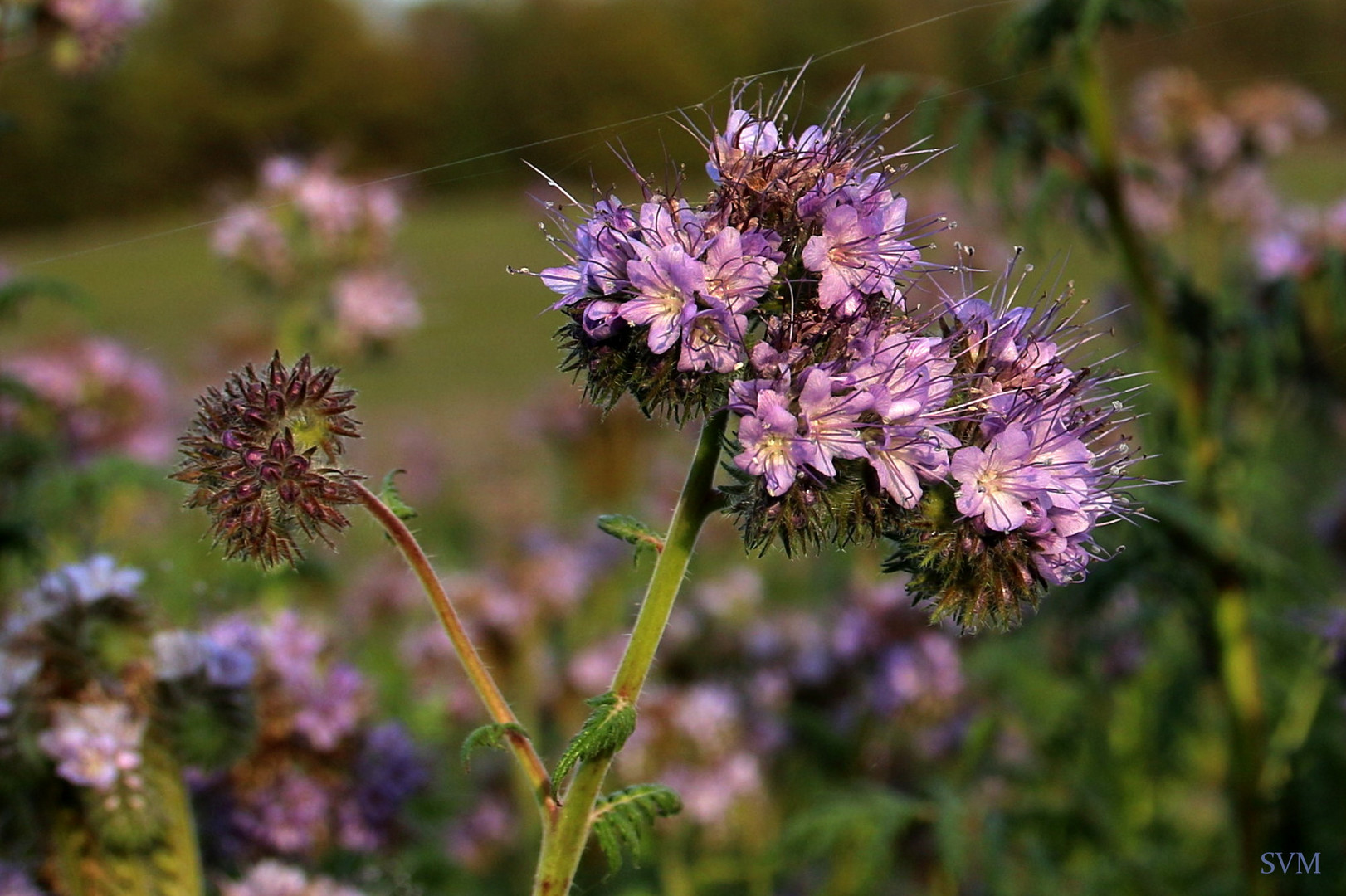 Welch wunderschöne Blüte!