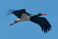 Welch wunderschöner Vogel