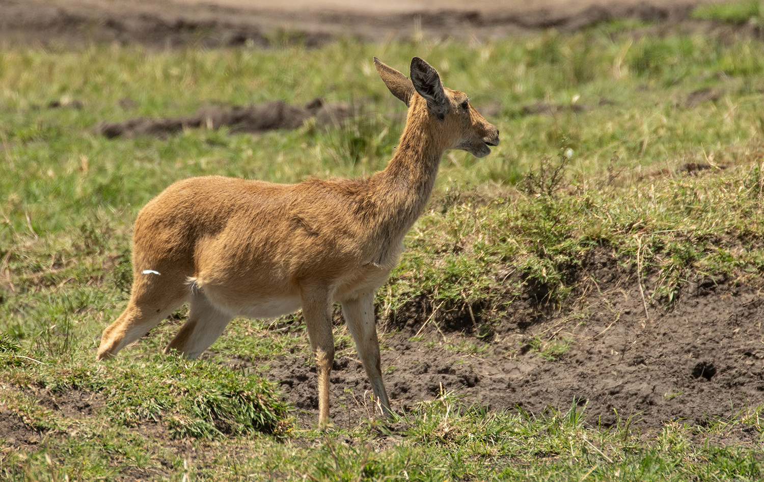 *** welche Antilope  ***