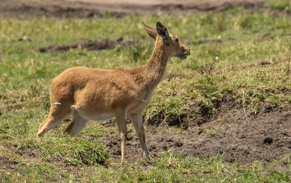 *** welche Antilope  ***