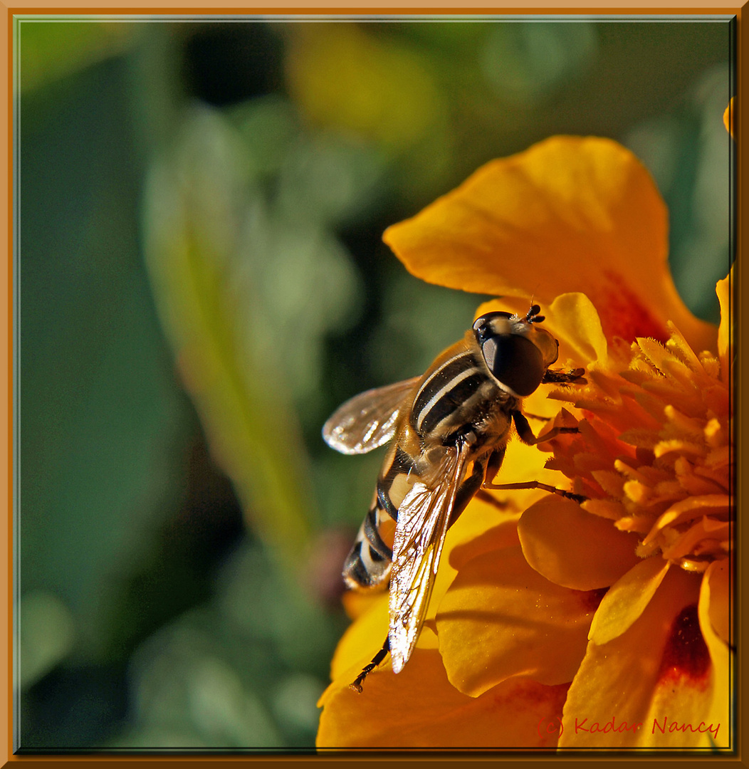 Welche Biene oder Fliege ?