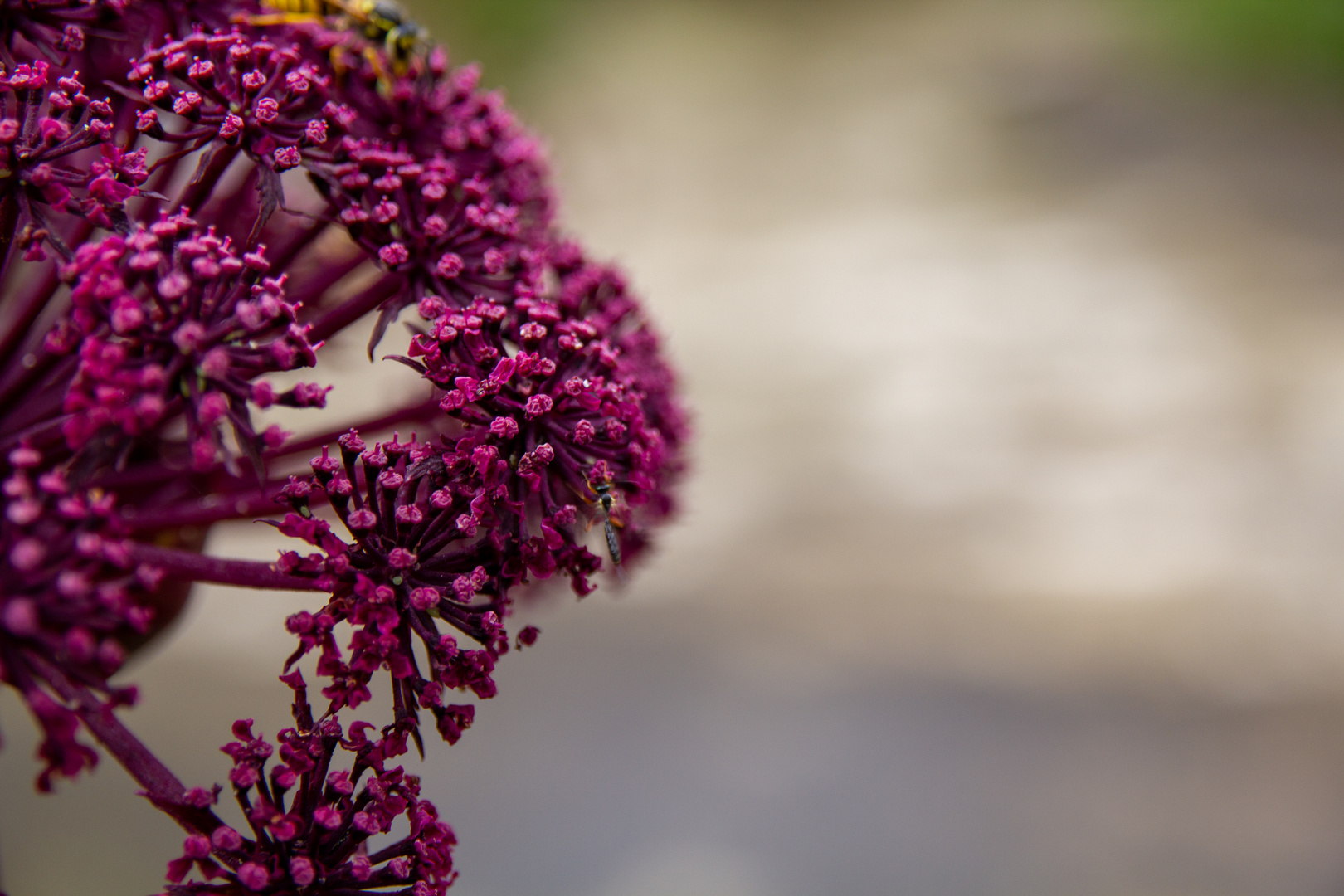 Welche Blüte ist das denn?