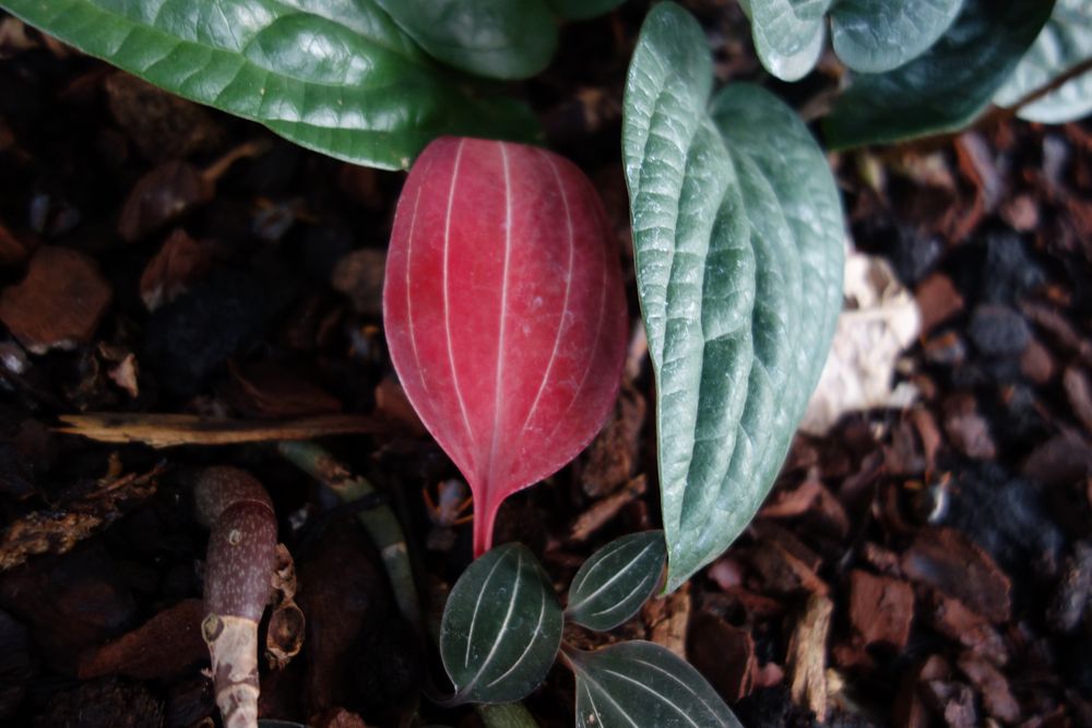 Welche Blume ist das ? Foto & Bild natur Bilder auf