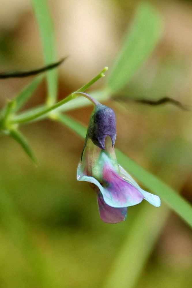 Welche Blume ist das? Foto & Bild anfängerecke nachgefragt