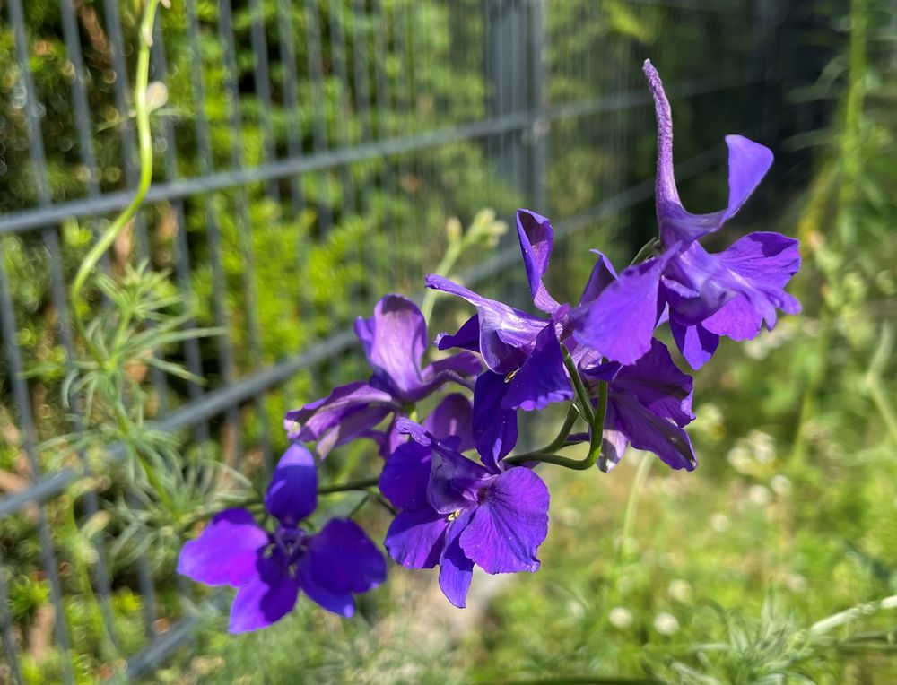 Welche Blume ist das? Foto & Bild | pflanzen, pilze & flechten